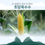 달작지근 농장 초당옥수수 10개 15개 20개 국내산 농산물 진안고원 : 진안고원몰