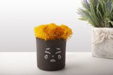 스칸디아모스 커피 화분 친환경 제로웨이스트 (스칸디아모스 못난이 컬렉션) : 예스잇츠커피