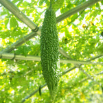 2023 국산 햇 여주 생여주 열매 3.5kg 농장 당일 수확 발송 : 나주빛가람농장