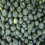 제주 애월 산지직송 미니 못난이밤호박 단호박 보우짱 : 이츠띵똥