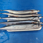 [중랑구 배달] 신선한 꽁치 4미 [동원 대양수산] : 동네시장 장보기