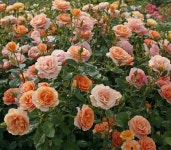 독일장미/벵갈리((Bengali)/ 코르데즈장미(Kordes Roses)/관목 : 홈즈가든
