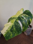 몬스테라 보르시지아나 아우레아 트리 컬러 monstera borsigiana aurea tri color G00005 옐로우몬스테라 옐몬 동일품배송 : 포레스트... 