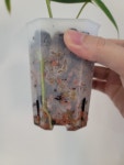 안스리움 포게티 그린 Anthurium Forgetii Green G00004 : 포레스트 가든 희귀식물