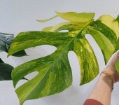 몬스테라 보르시지아나 아우레아 트리 컬러 monstera borsigiana aurea tri color G00005 옐로우몬스테라 옐몬 동일품배송 : 포레스트... 