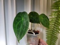 안스리움 포게티 그린 Anthurium Forgetii Green G00004 : 포레스트 가든 희귀식물