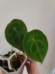 안스리움 포게티 그린 Anthurium Forgetii Green G00004 : 포레스트 가든 희귀식물