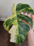 몬스테라 보르시지아나 아우레아 트리 컬러 monstera borsigiana aurea tri color G00005 옐로우몬스테라 옐몬 동일품배송 : 포레스트... 
