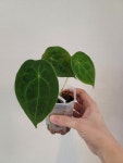 안스리움 포게티 그린 Anthurium Forgetii Green G00004 : 포레스트 가든 희귀식물