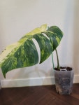 몬스테라 보르시지아나 아우레아 트리 컬러 monstera borsigiana aurea tri color G00005 옐로우몬스테라 옐몬 동일품배송 : 포레스트... 