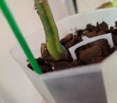 몬스테라 보르시지아나 아우레아 트리 컬러 monstera borsigiana aurea tri color G00005 옐로우몬스테라 옐몬 동일품배송 : 포레스트... 