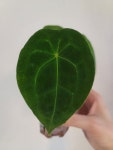 안스리움 포게티 그린 Anthurium Forgetii Green G00004 : 포레스트 가든 희귀식물