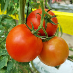 지리산 하동 유럽형 토마토 소 중 대 특대 산지직송 : 정다운쇼핑