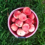 딱딱이복숭아 경봉 달달한복숭아 4kg 10kg 맛있는복숭아 대박이네농장 복숭아 : 대박이네 농장