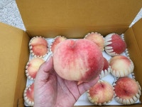 [공구/산지발송] 대월 백도 복숭아 4kg 12~15과 : 벨라맘마 마켓