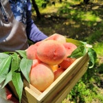 몽실몽실농장 복숭아 달콤한 딱딱이 말랑이 백도 황도 2kg,4kg : 몽실몽실농장