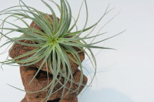 키우기쉬운 틸란드시아 코튼캔디 전자파차단 먼지제거 공기정화식물 화산석 화분 : 초록이 시킨 일