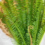 보스턴 고사리 바인 (H 90cm) : 플레르데코