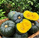 위미리감귤농장 제주 고당도 미니 밤호박 단호박 보우짱 3kg 5kg 10kg 산지직송 : 위미리감귤농장