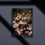 pink star(A3) / 분홍별 / 전주 포스터 001 : 자그네