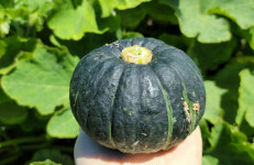 제주기쁨농장 미니단호박 미니밤호박  보우짱 2kg,3kg,5kg,10kg 농장직송 : 제주기쁨농장