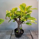 명품뱅갈고무나무 (최고의 아이에요) : 범수농장