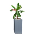 대엽꽃기린 개업화분 축하화분 개업식 개업선물 식당 카페 개원 집들이 승진 취임 부임 영전 전국무료배송 실내관엽식물 : 데일리 플라워