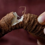 [가정용] 6년근 강원도더덕 정선더덕 산더덕 햇더덕 5kg, 1개 : 원도오빠