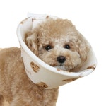 강아지 고양이 코코베어 인견 넥카라 반려동물 목보호대 : 댕냥아놀자