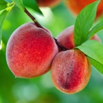 복숭아나무 대형 결실주 묘목 천도 재배 : 나무마켓