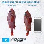 손질 대서양 붉은뽈락 (장문뽈락) (중, 65마리) : 소우푸드