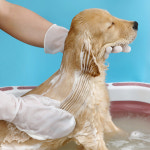 반려견 애견 강아지 목욕 샤워 솔 브러쉬 장갑 일체형 한번에 비누질 빗질 마사지 털제거 : 고래고래 스토어