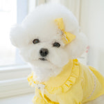 펫츠앤미 엘레나 토숀삔 강아지 머리핀 애견 헤어핀 고양이 리본핀 : PICKYSHOP 피키샵