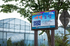 부안 에덴농장 블루베리 500g : 부안텃밭할매