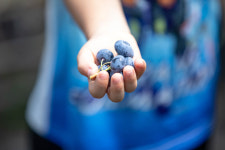 부안 에덴농장 블루베리 500g : 부안텃밭할매