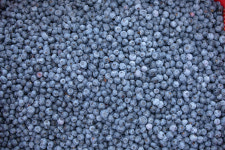 부안 에덴농장 블루베리 500g : 부안텃밭할매