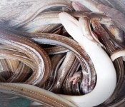 통영장어 바다장어1kg 자연산바다 구이 붕장어 손질 : 유지상회