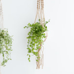 디시디아 마크라메 행잉식물 행잉플랜트 덩굴 넝쿨 반려식물 공중 늘어지는 음지 화분 : 피플랜트