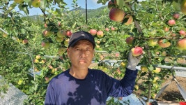 빨간 여름 햇사과 꿀사과   3kg 호준이장터농장 : 호준이 장터농장