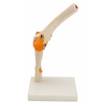 인체모형 팔꿈치 관절 모형 의학 교육 의료 실습 EM210 : 우비소년