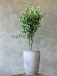 [단품] 브레이니아 안나데코 화분 인테리어식물 공기정화식물 : Forest Floor