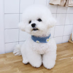 DDD MADE 데이지 데님 크롭 하네스 : 댕댕댕공방