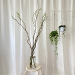 곱슬버들 생화 나무 나뭇가지 100cm 플랜테리어 인테리어 소품 카페 한단 거실 화분 : 바움상점