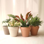 실내공기정화식물 화분 트리안 키우기 : 더피움