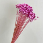 프리저브드플라워 / 스타플라워 - 레드 (프리저빙) : 플레르데코