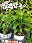 야래향-중소/모기쫓는 야래향나무 : 꽃나라엘리스