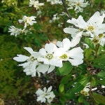 가침박달나무/H1.2M/묘목/b0399 : TCM