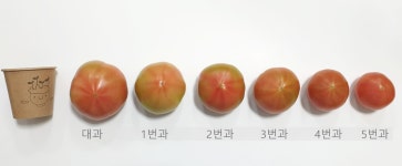완숙 찰 토마토 5kg 10kg 못난이 주스용 쥬스용 : 푸드맛킹
