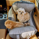 바비숑카시트 시즌3 | 투톤차콜레더 : 메이플펫