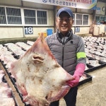목포 산지직송 국산홍어 250 500g 홍어찜 삼합 홍탁 혼술 : 푸드잇템